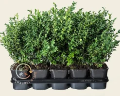 Buxus sempervirens - in pot