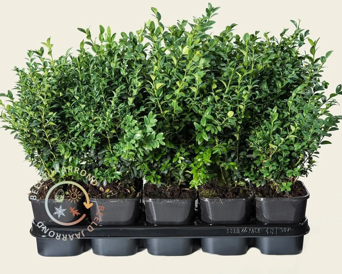Buxus sempervirens - in pot