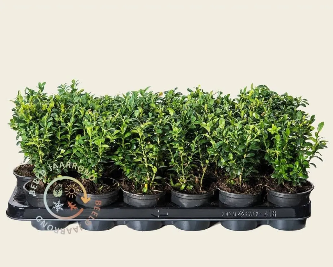 Buxus sempervirens - in pot