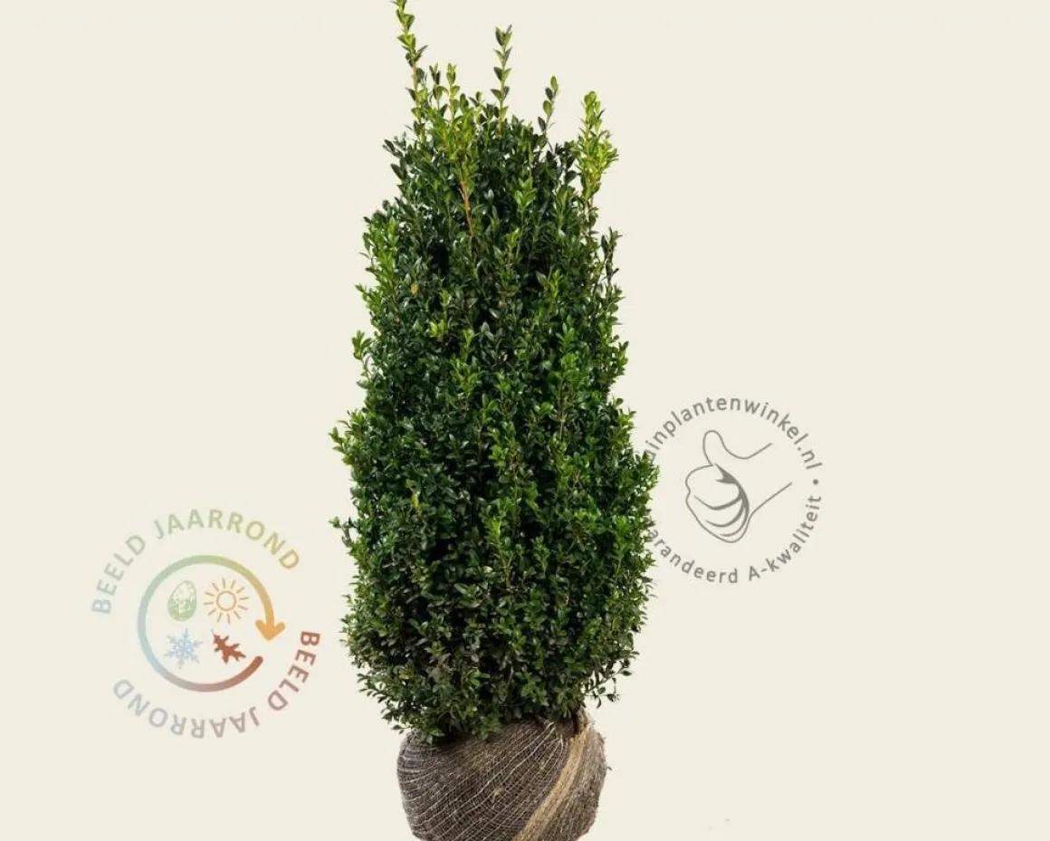 Buxus sempervirens - kluit