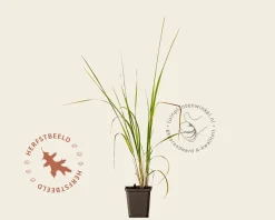 Calamagrostis acutiflora 'Karl Foerster'