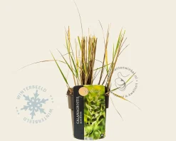 Calamagrostis acutiflora 'Karl Foerster'