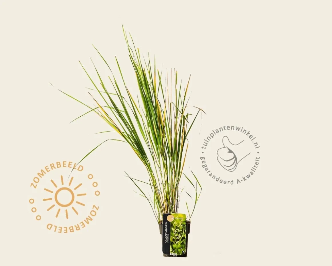 Calamagrostis acutiflora 'Karl Foerster'