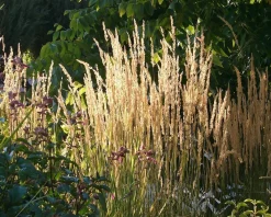 Calamagrostis acutiflora 'Karl Foerster'