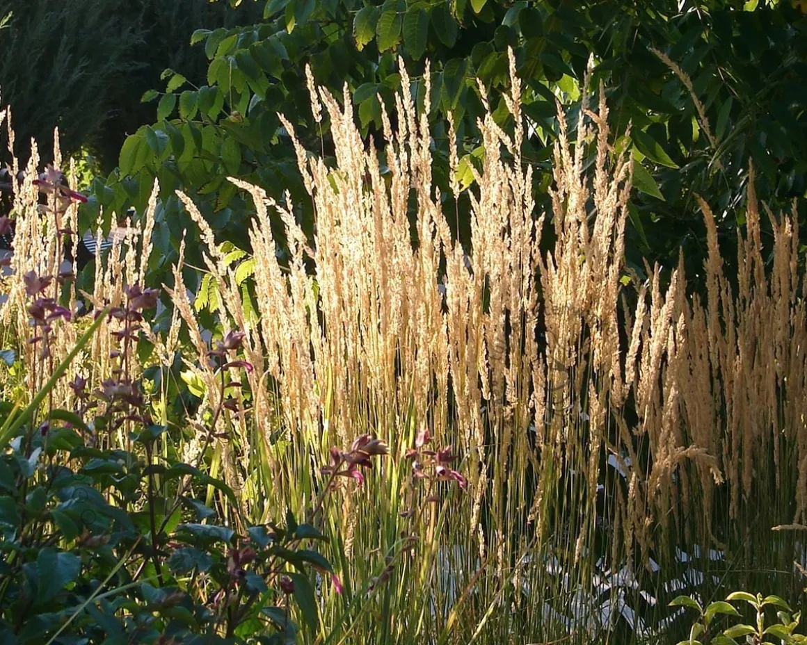 Calamagrostis acutiflora 'Karl Foerster'
