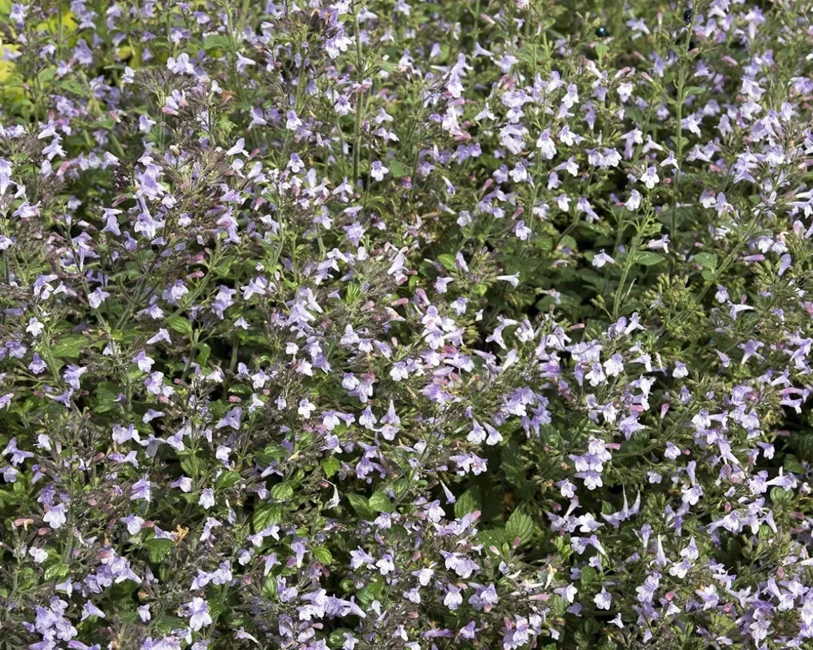 Calamintha nepeta 'Blue Cloud'