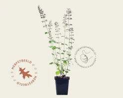 Calamintha nepeta 'Blue Cloud'