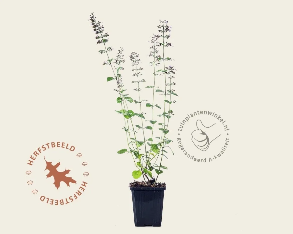 Calamintha nepeta 'Blue Cloud'
