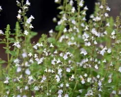 Calamintha nepeta ssp. nepeta