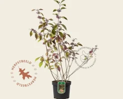 Callicarpa bodinieri 'Profusion'