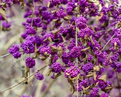 Callicarpa bodinieri 'Profusion'