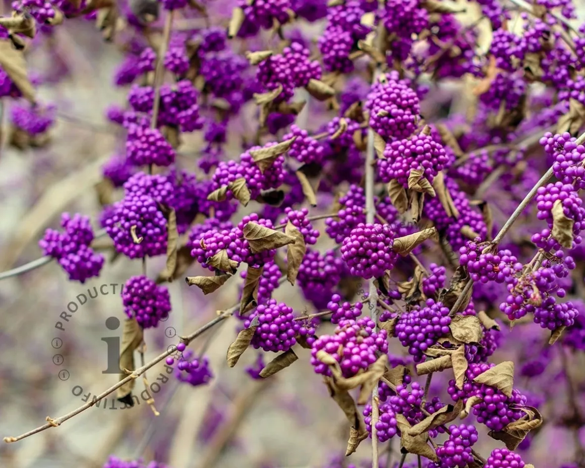 Callicarpa bodinieri 'Profusion'