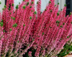 Calluna vulgaris 'Beauty Ladies Steffi' - Rozerood