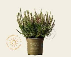 Calluna vulgaris 'Beauty Ladies Steffi' - Rozerood