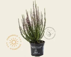 Calluna vulgaris 'Beauty Ladies Renate' - Paars