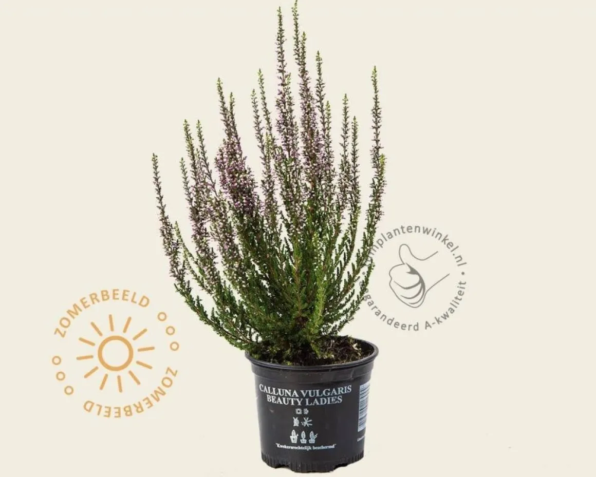Calluna vulgaris 'Beauty Ladies Renate' - Paars