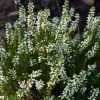 Calluna vulgaris 'Beauty Ladies Verenka' - Wit