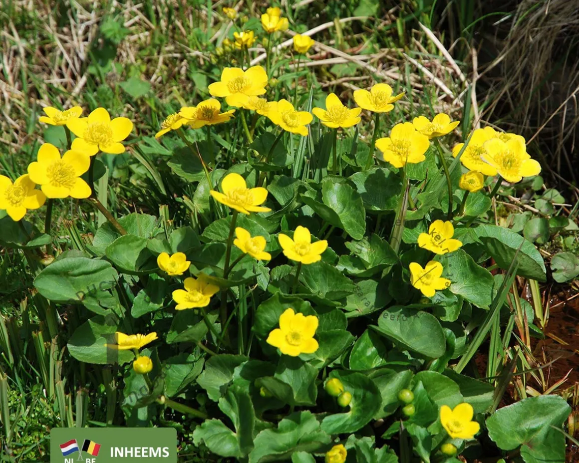 Caltha palustris