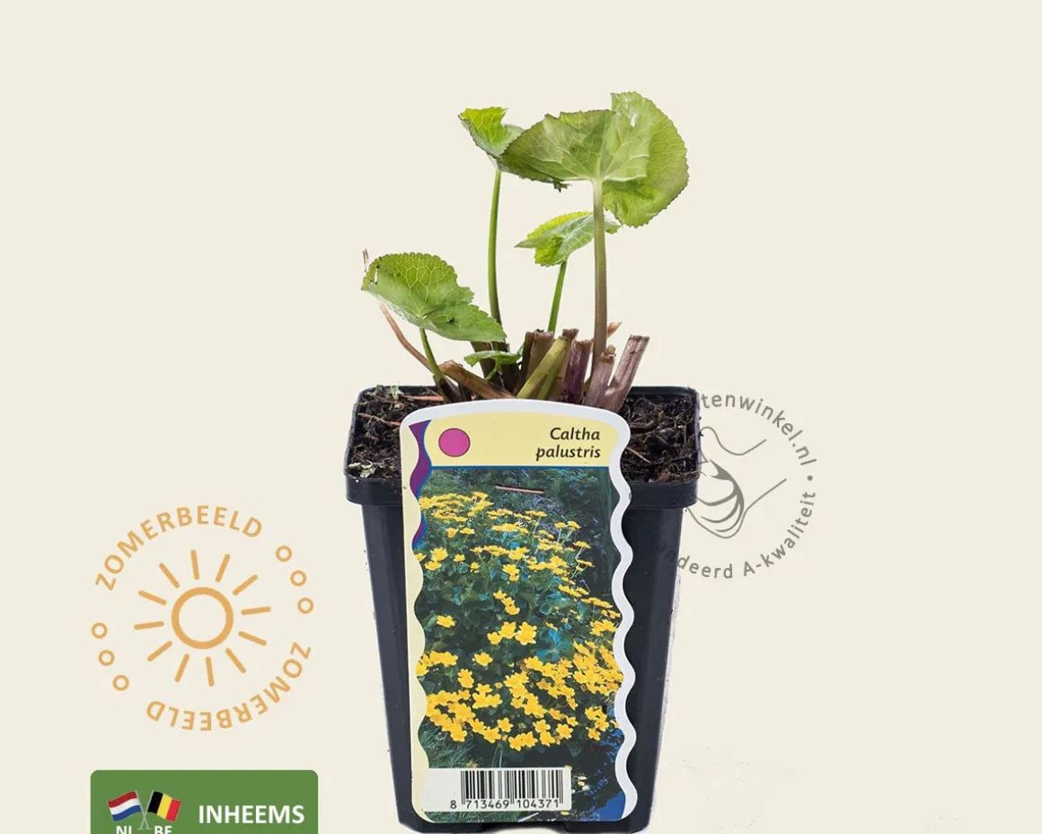 Caltha palustris