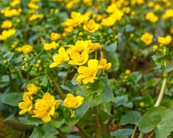 Caltha polypetala