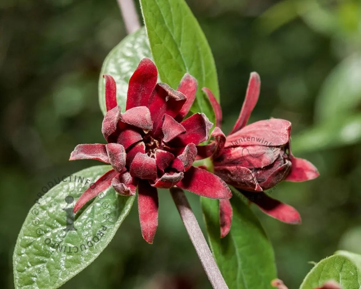 Calycanthus floridus - XL