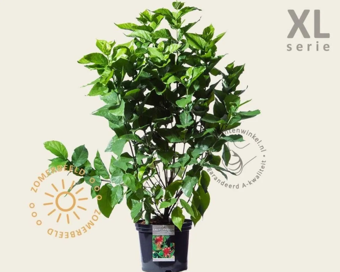 Calycanthus floridus - XL