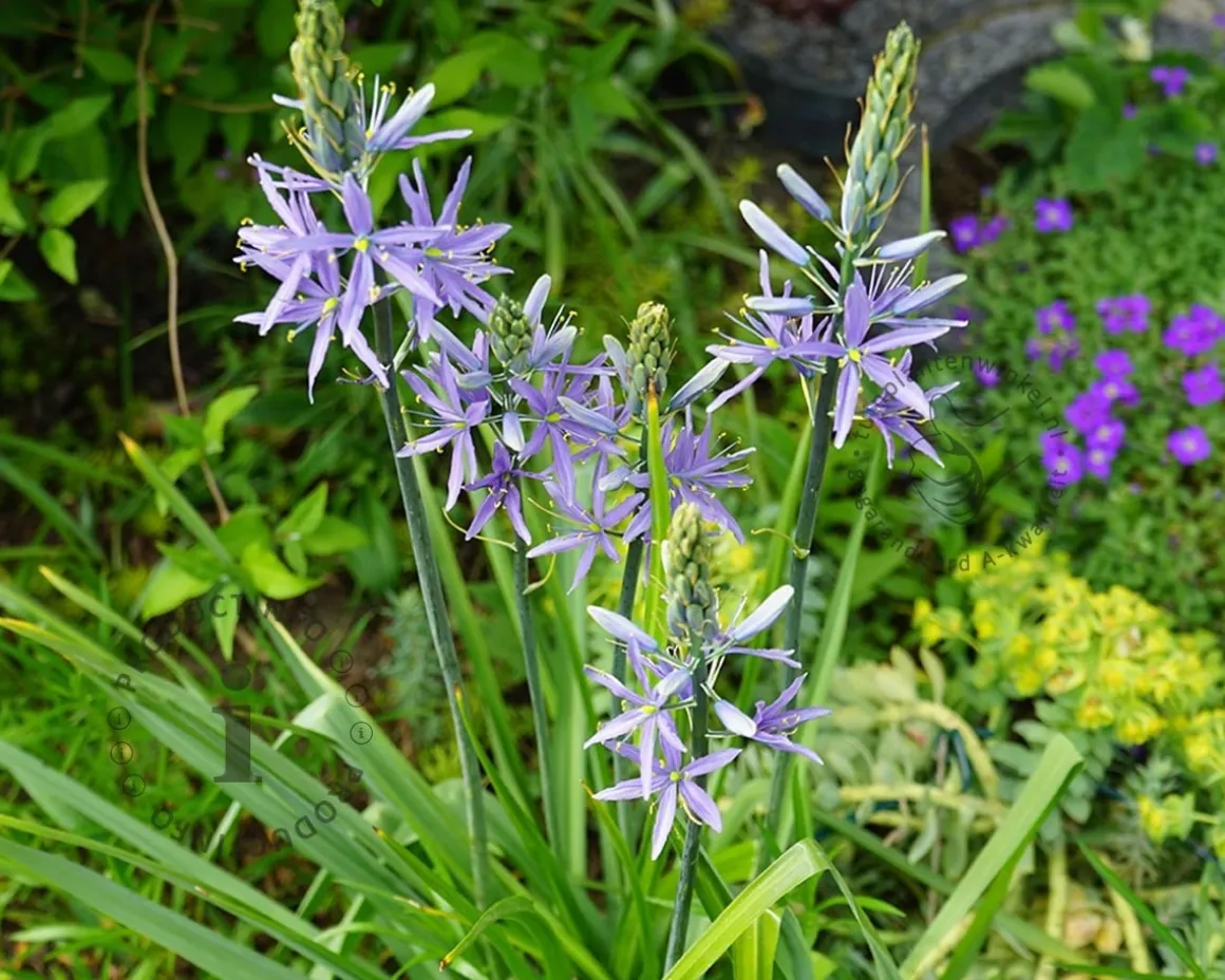 Camassia cusickii