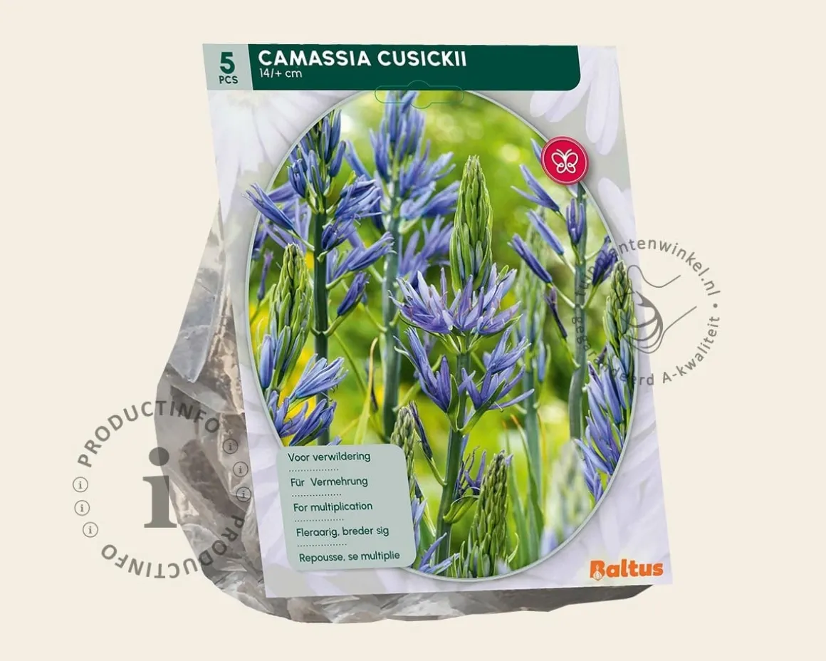 Camassia cusickii
