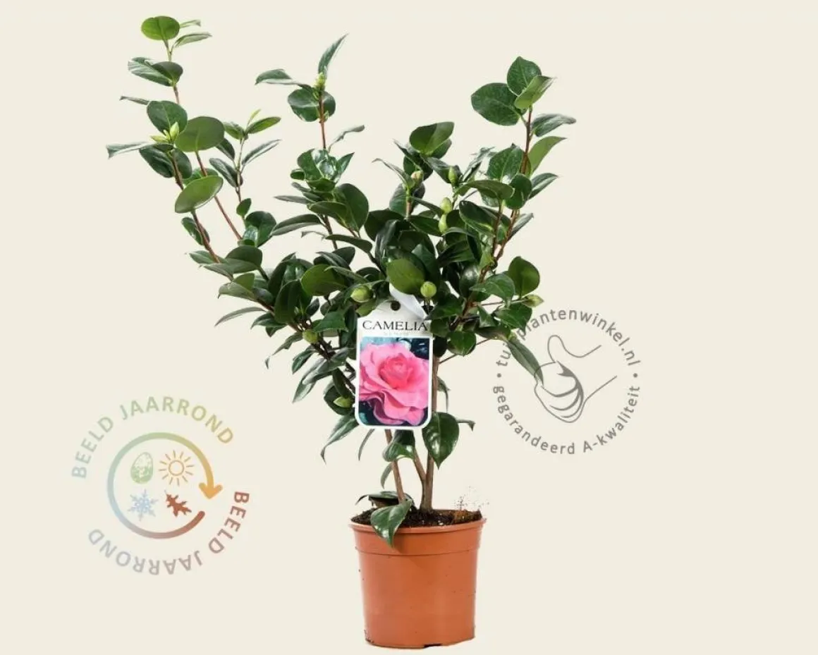 Camellia japonica 'Ack-Scent'