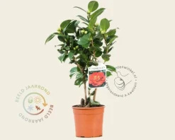 Camellia japonica 'Barbara Morgan'