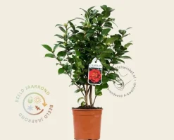 Camellia japonica 'Barbara Morgan'