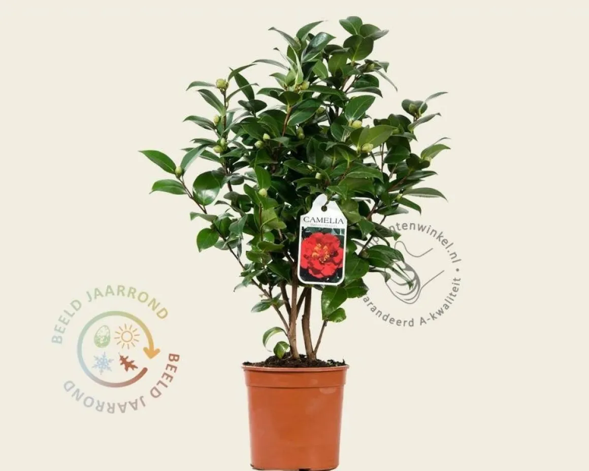 Camellia japonica 'Barbara Morgan'