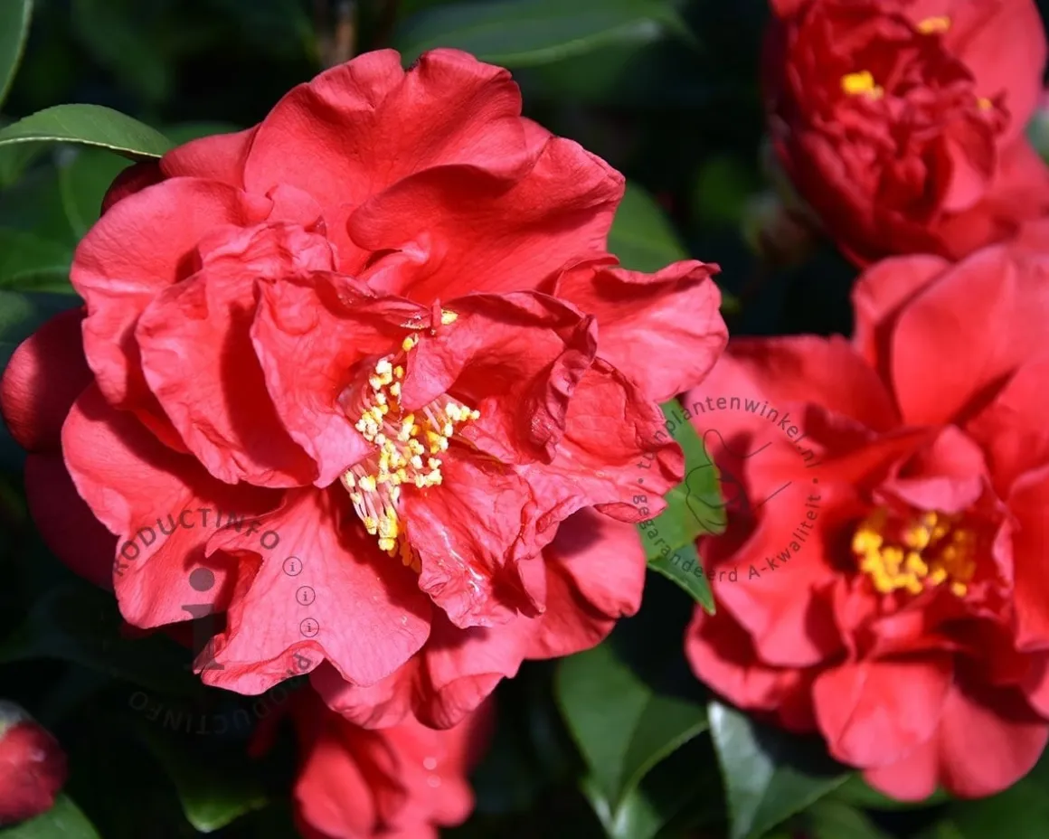 Camellia japonica 'Barbara Morgan'
