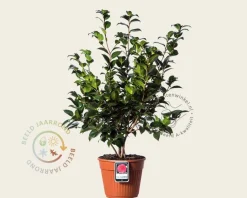 Camellia japonica 'Black Lace'