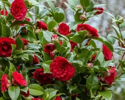 Camellia japonica 'Black Lace'