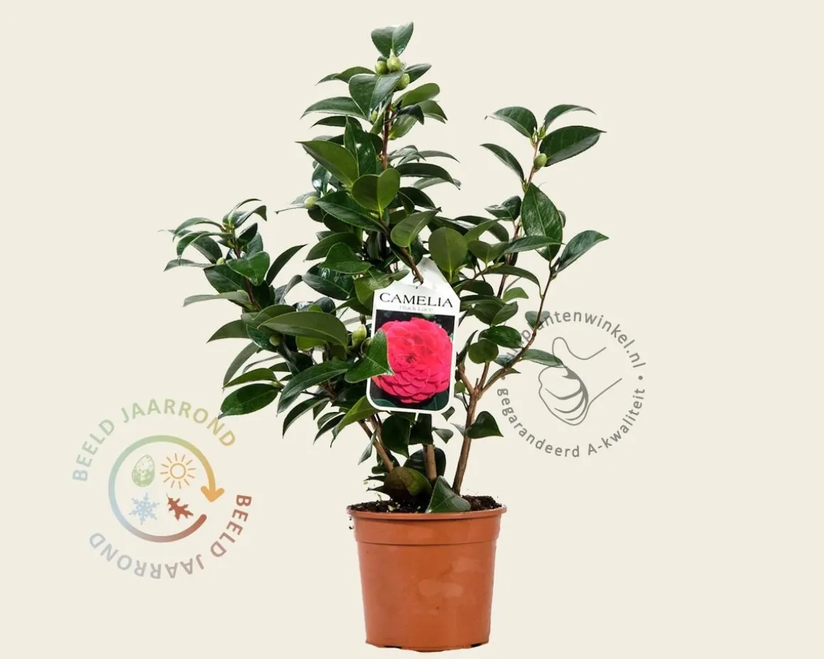 Camellia japonica 'Black Lace'