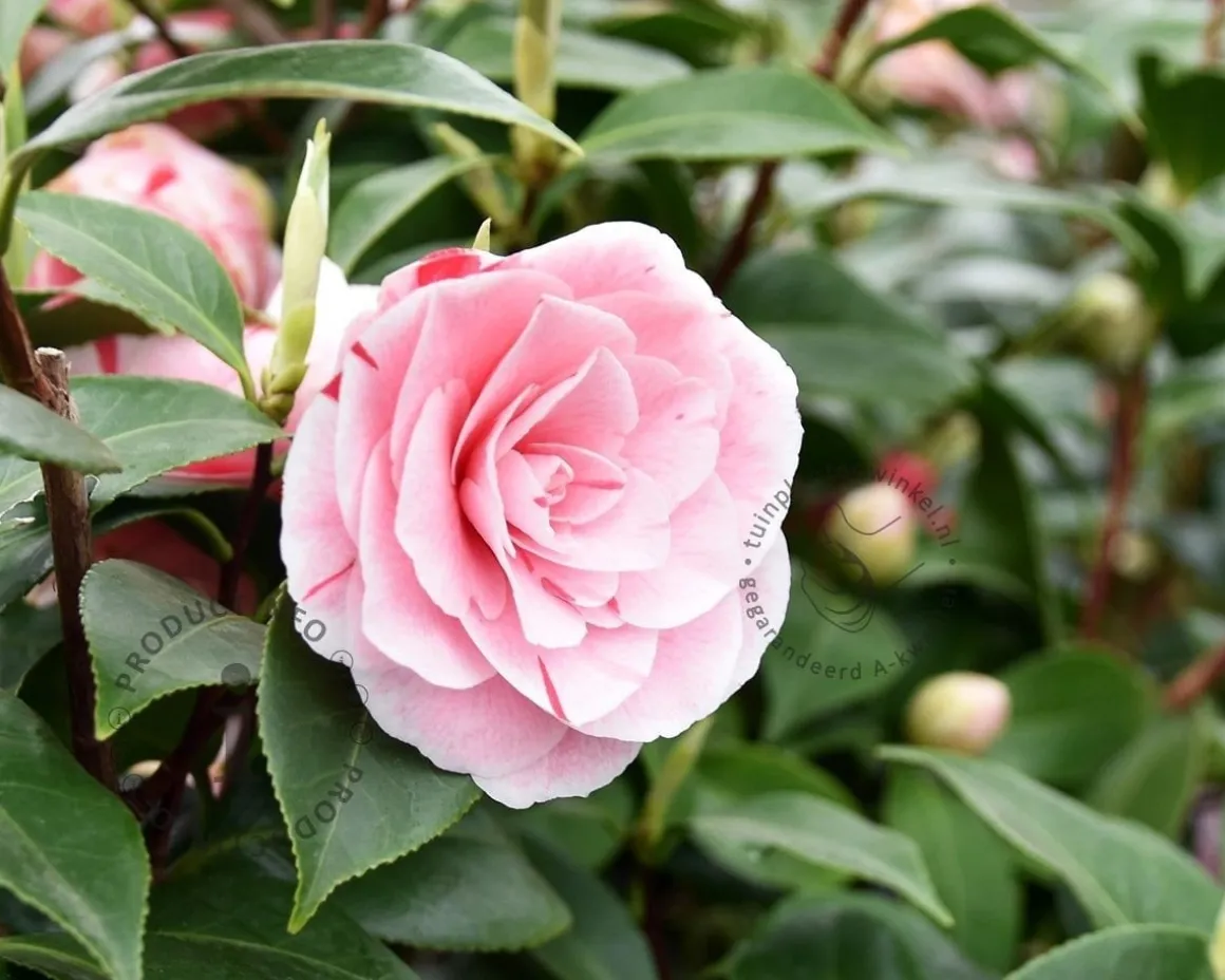 Camellia japonica 'Bonomiana'