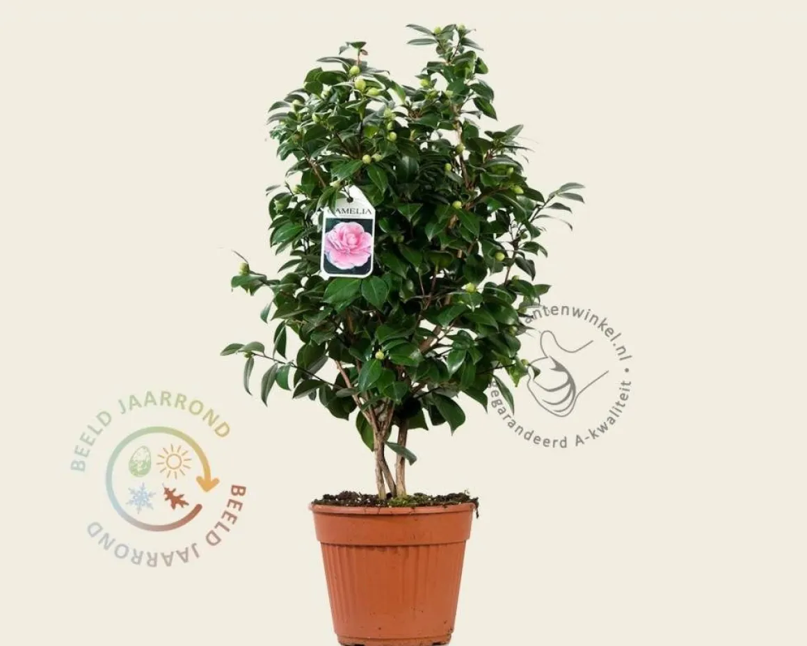 Camellia japonica 'Bonomiana'