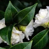 Camellia japonica 'Cream Puff'