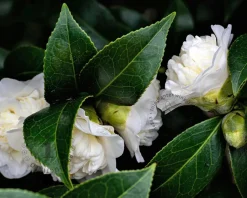 Camellia japonica 'Cream Puff'