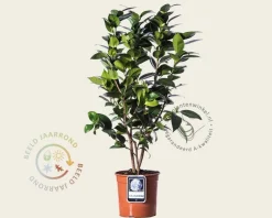Camellia japonica 'Cream Puff'