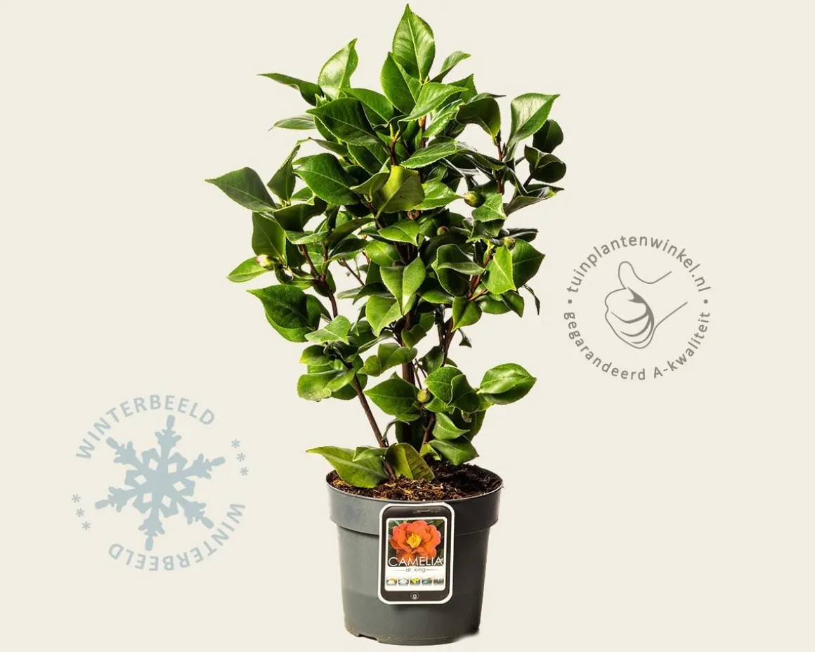 Camellia japonica 'Dr King'