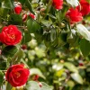 Camellia japonica 'Kramer's Supreme'