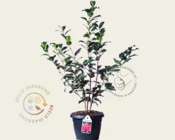 Camellia japonica 'Kramer's Supreme'
