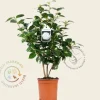 Camellia japonica 'Nuccio's Gem'