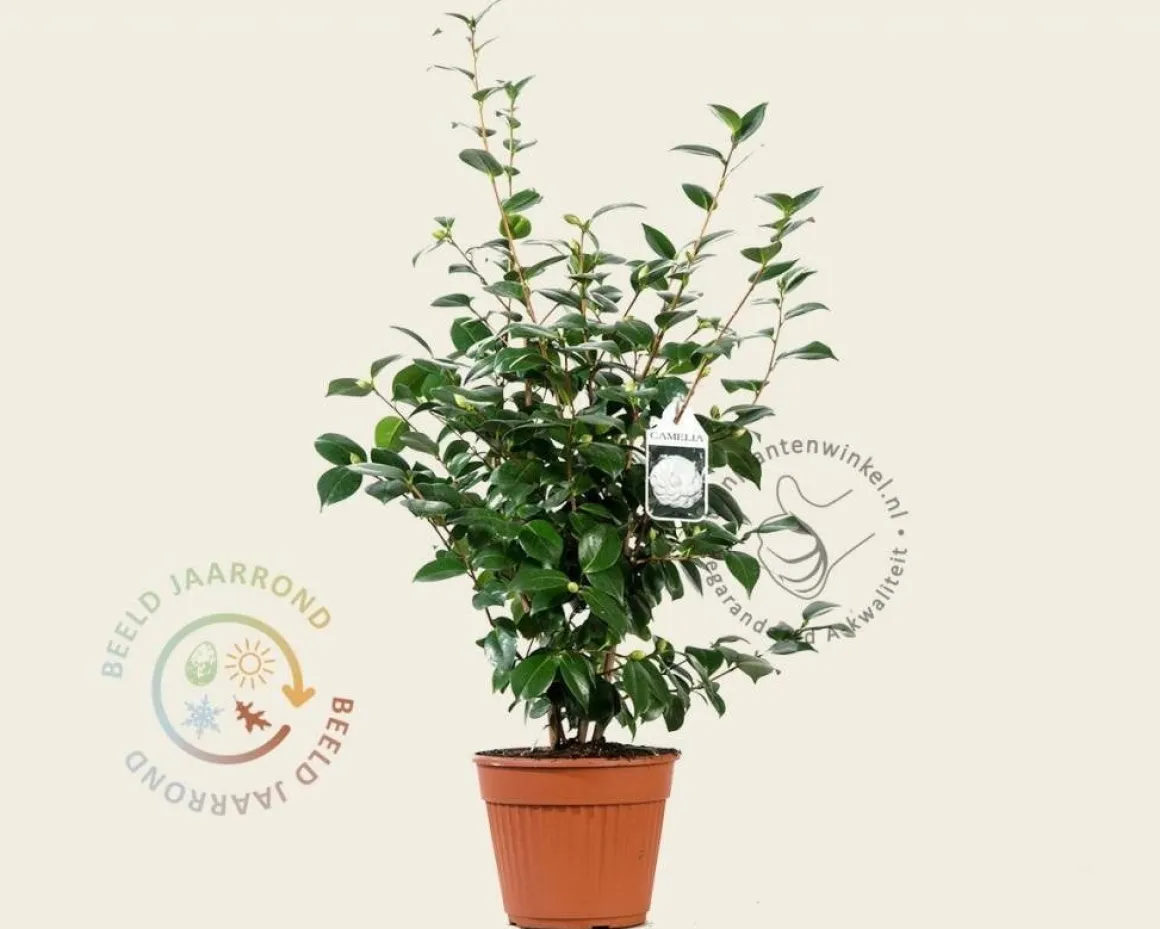 Camellia japonica 'Nuccio's Gem'