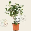 Camellia japonica 'Nuccio's Gem'