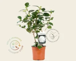 Camellia japonica 'Nuccio's Gem'