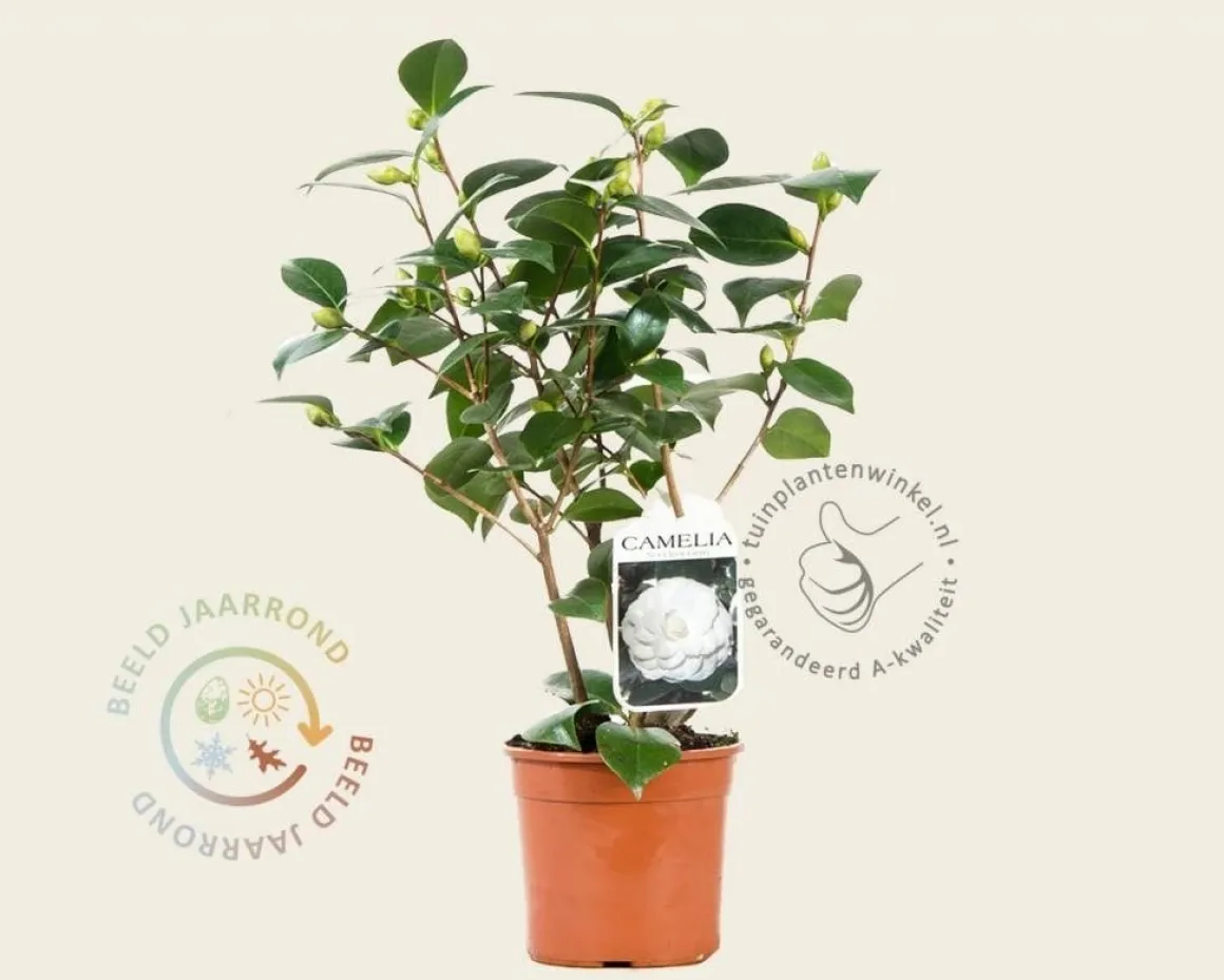 Camellia japonica 'Nuccio's Gem'