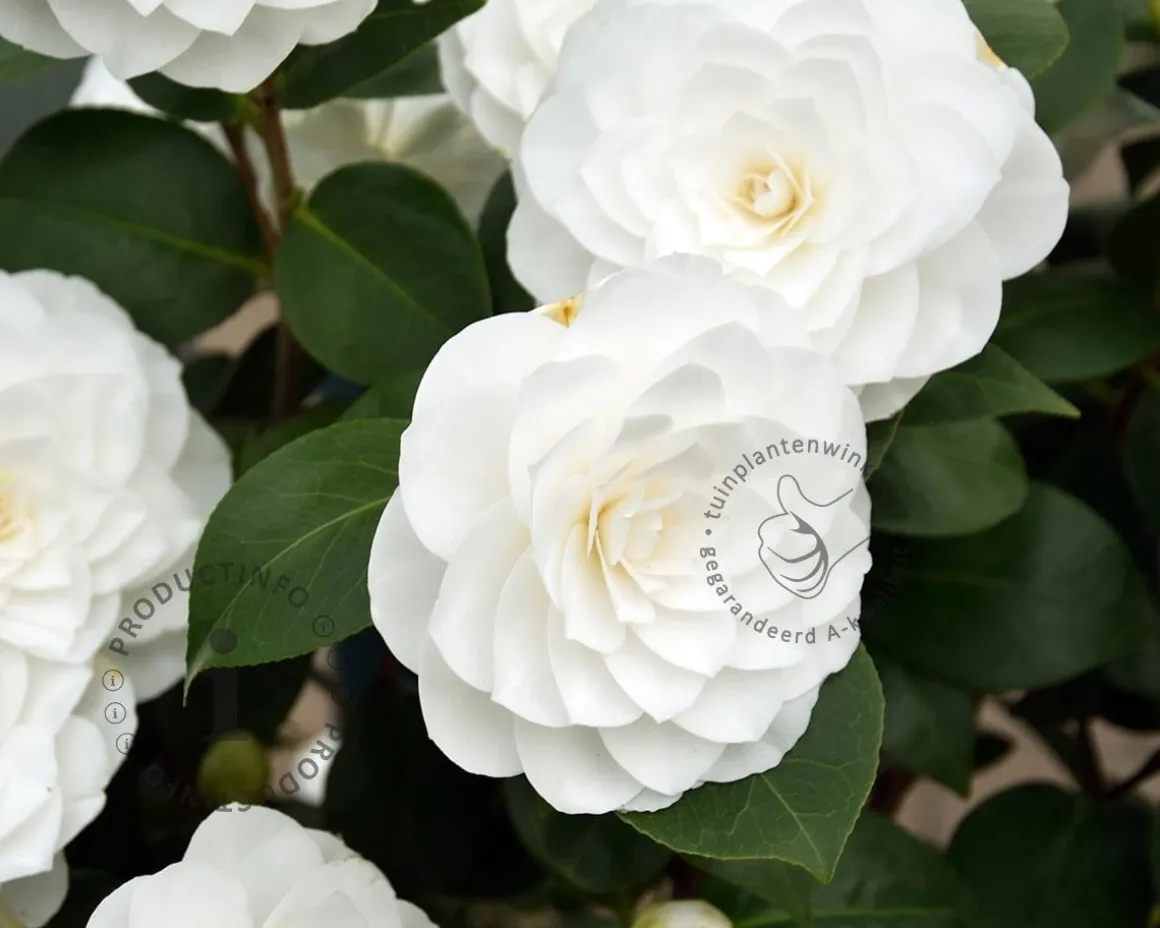 Camellia japonica 'Nuccio's Gem'